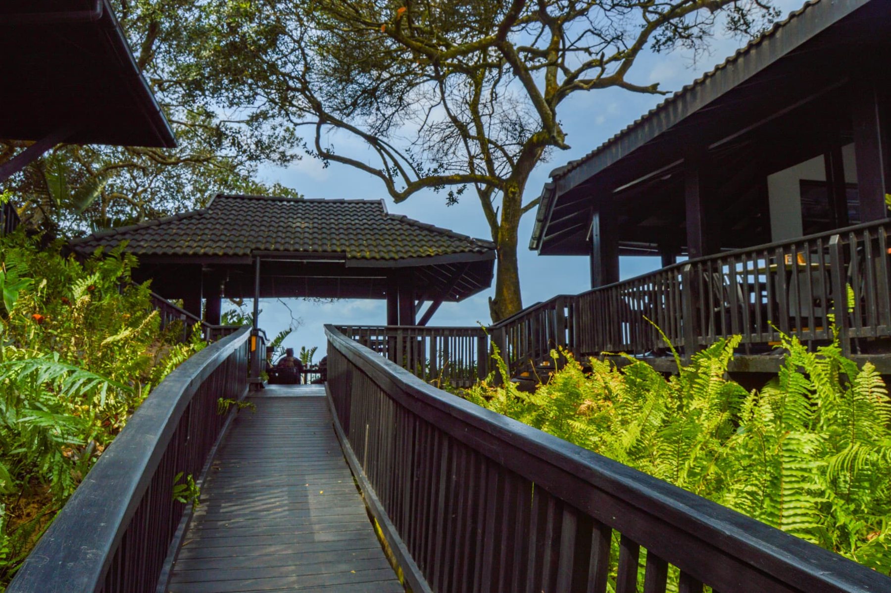 Timber boardwalk through the forest to the lodge